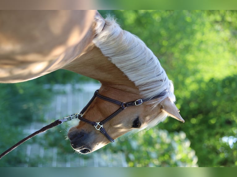 German Riding Pony Mare 6 years 14,2 hh Palomino in Nersingen