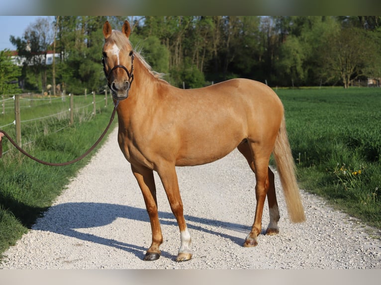 German Riding Pony Mare 6 years 14,2 hh Palomino in Nersingen