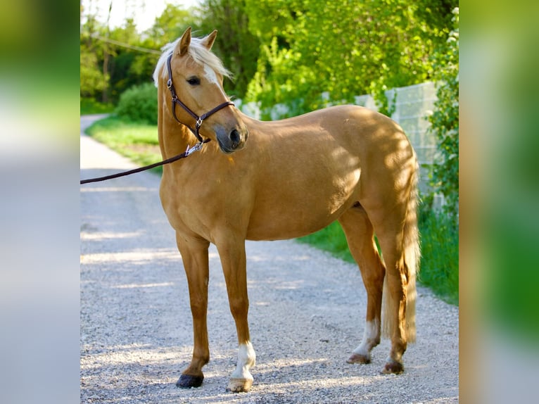 German Riding Pony Mare 6 years 14,2 hh Palomino in Nersingen