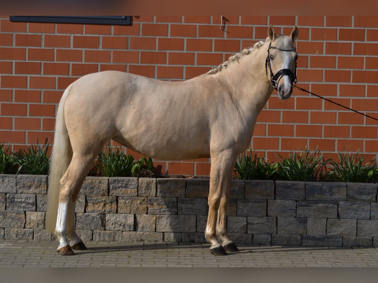 German Riding Pony Mare 6 years 14,2 hh Palomino in Stuhr