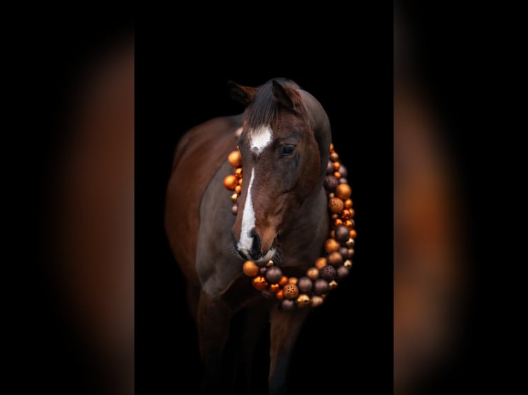 German Riding Pony Mare 6 years 14.3 hh Brown in Bönebüttel