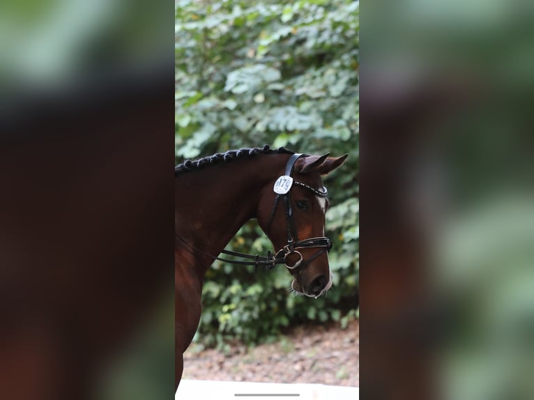 German Riding Pony Mare 6 years 14.3 hh Brown in Bönebüttel