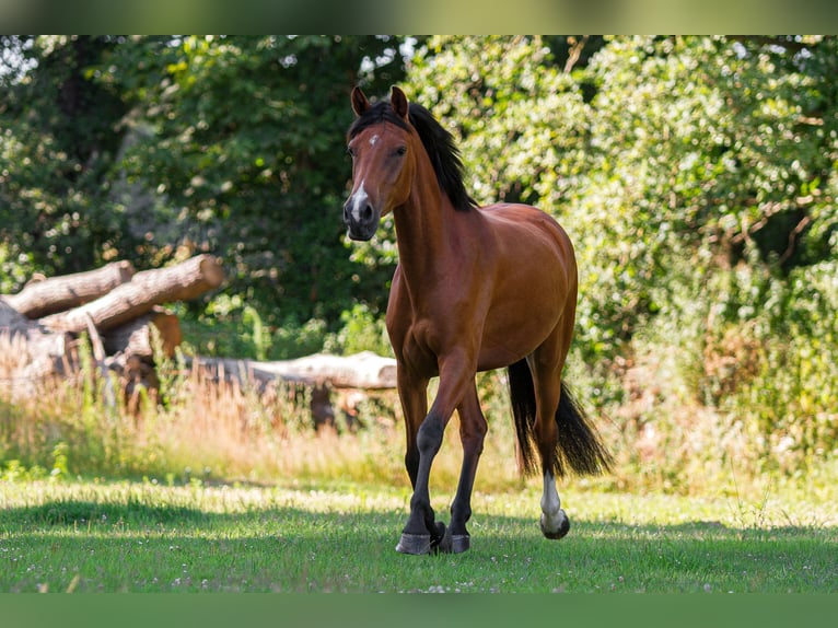 German Riding Pony Mix Mare 6 years 14,3 hh Brown-Light in Hoogstede