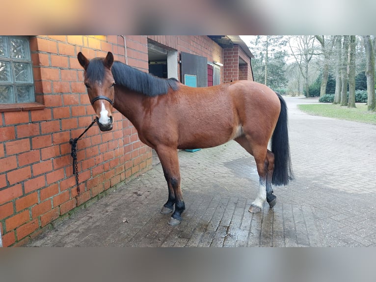 German Riding Pony Mix Mare 6 years 14,3 hh Brown-Light in Hoogstede