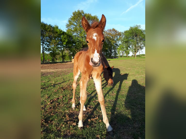 German Riding Pony Mix Mare 6 years 14,3 hh Brown-Light in Hoogstede