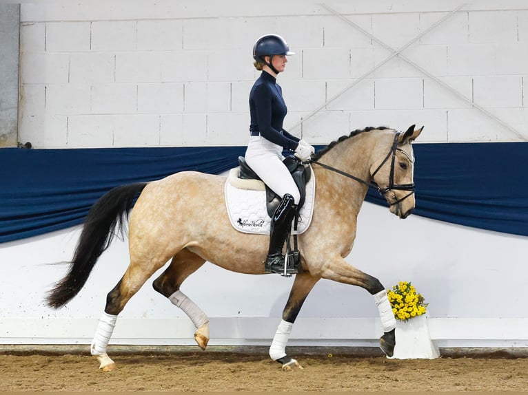 German Riding Pony Mare 6 years 14,3 hh Dun in Marsberg