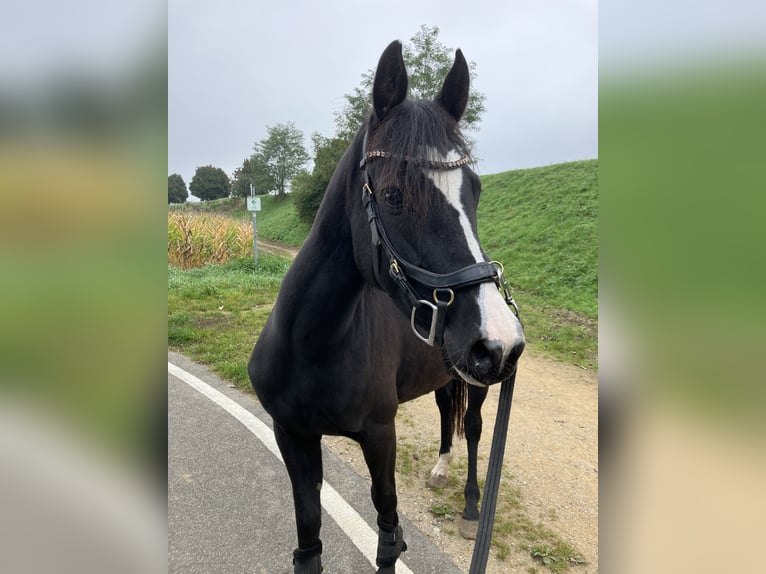 German Riding Pony Mare 6 years 14 hh Bay-Dark in Freiburg im Breisgau