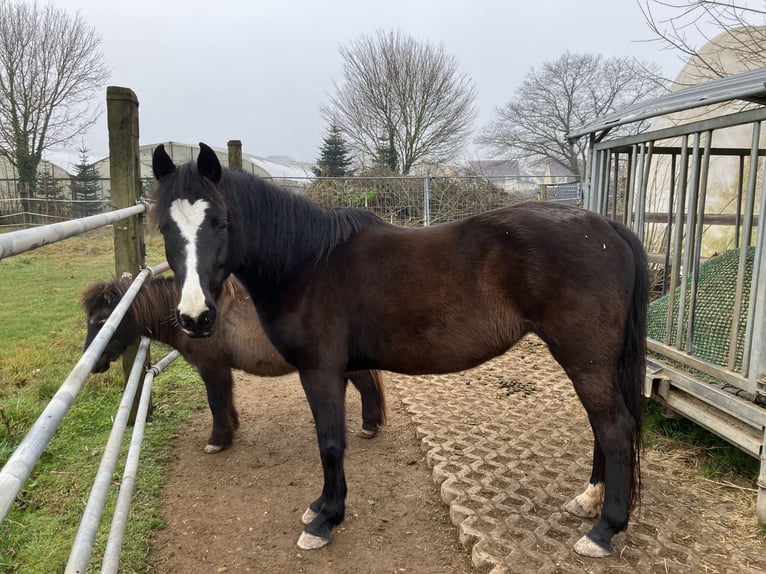 German Riding Pony Mare 6 years 14 hh Bay-Dark in Freiburg im Breisgau