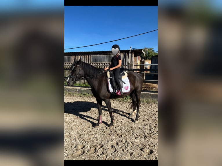 German Riding Pony Mare 6 years 14 hh Bay-Dark in Freiburg im Breisgau