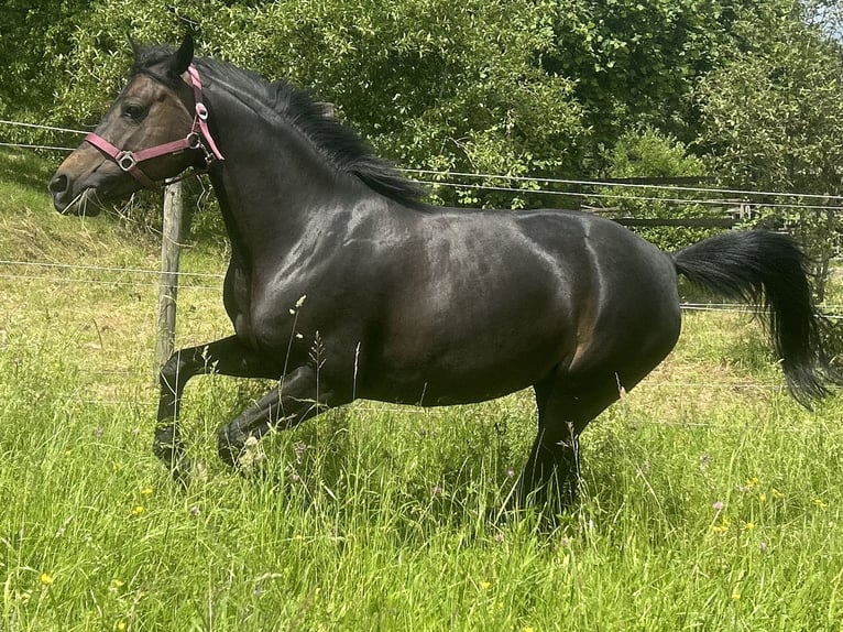 German Riding Pony Mare 6 years 14 hh Bay-Dark in Gomadingen