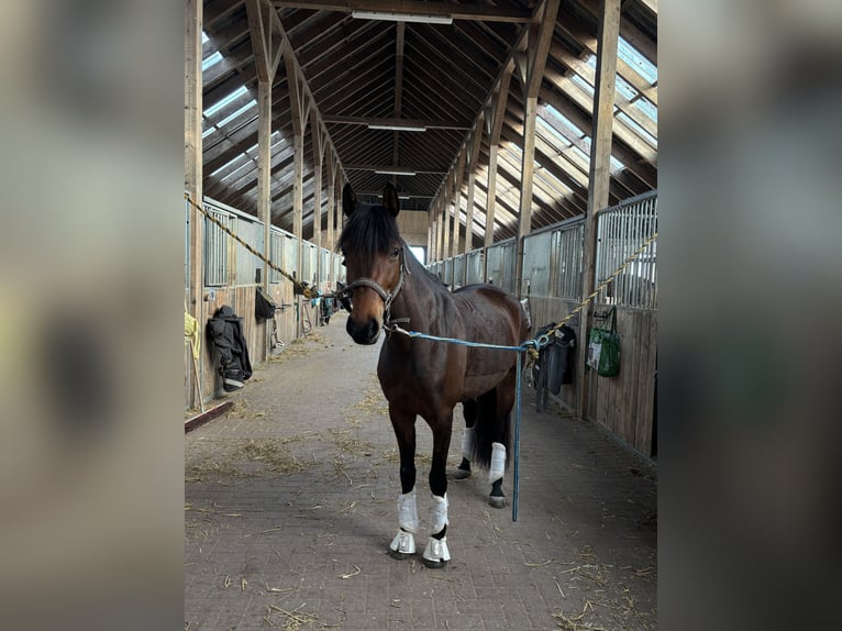 German Riding Pony Mare 6 years 14 hh Bay-Dark in Dobersdorf