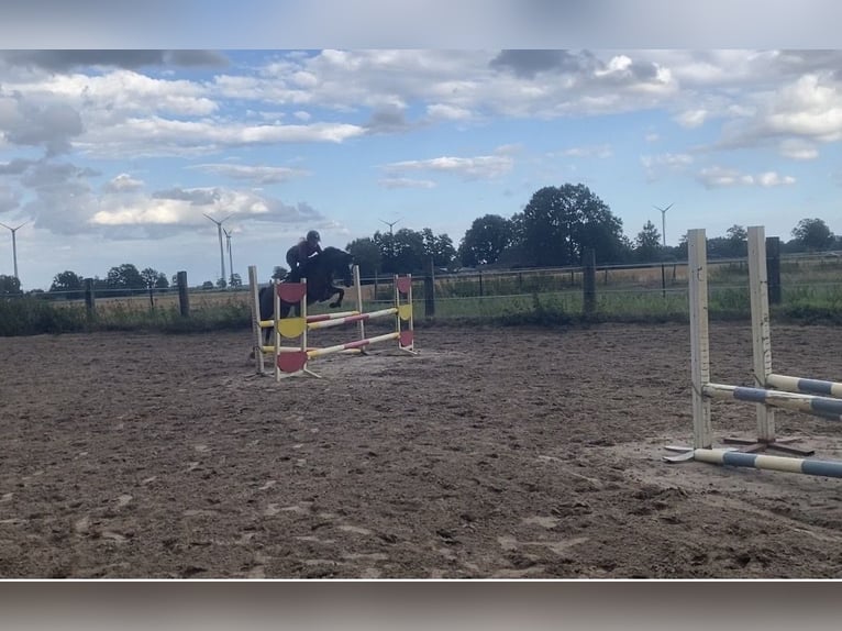German Riding Pony Mare 6 years 14 hh Brown in Hüde