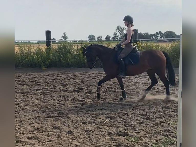 German Riding Pony Mare 6 years 14 hh Brown in Hüde