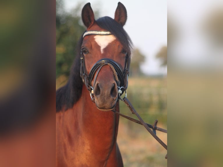 German Riding Pony Mare 6 years 14 hh Brown in Hüde