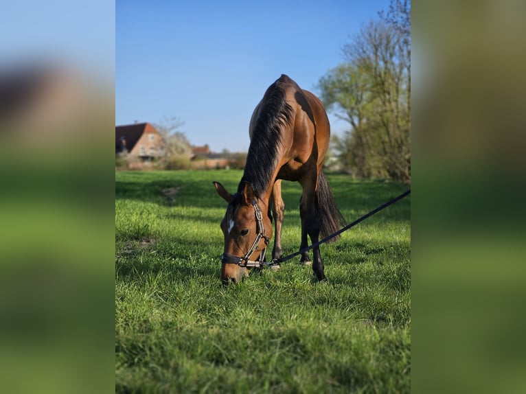 German Riding Pony Mare 6 years 14 hh Brown in Nottuln