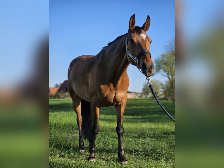 German Riding Pony Mare 6 years 14 hh Brown in Nottuln