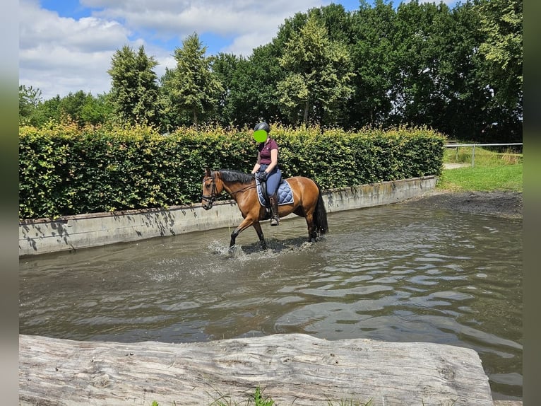 German Riding Pony Mare 6 years 14 hh Brown in Nottuln