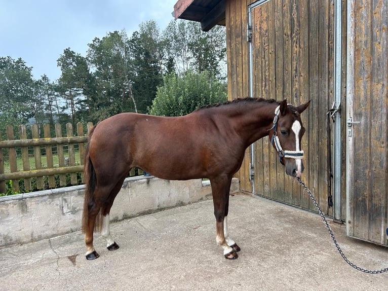 German Riding Pony Mare 6 years 14 hh Chestnut in Treuenbrietzen