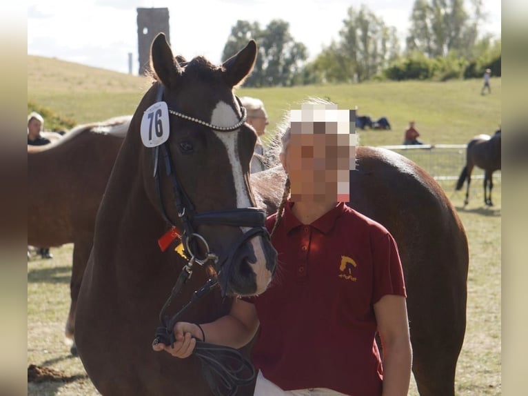 German Riding Pony Mare 6 years 14 hh Chestnut in Treuenbrietzen