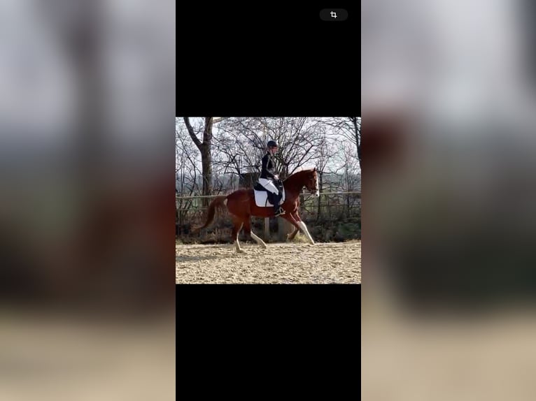 German Riding Pony Mare 6 years 14 hh Chestnut-Red in Emmerthal