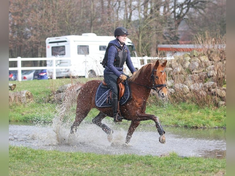 German Riding Pony Mare 6 years 14 hh Chestnut-Red in Stuhr