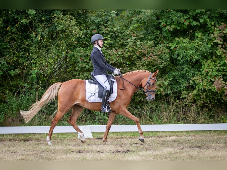 German Riding Pony Mare 6 years 14 hh Chestnut-Red in Stuhr