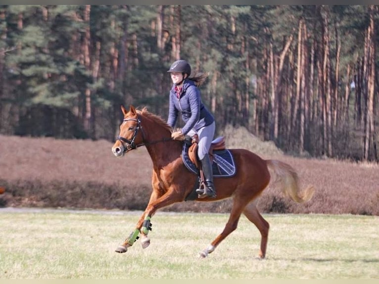 German Riding Pony Mare 6 years 14 hh Chestnut-Red in Stuhr