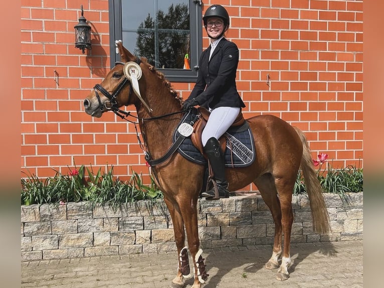 German Riding Pony Mare 6 years 14 hh Chestnut-Red in Stuhr