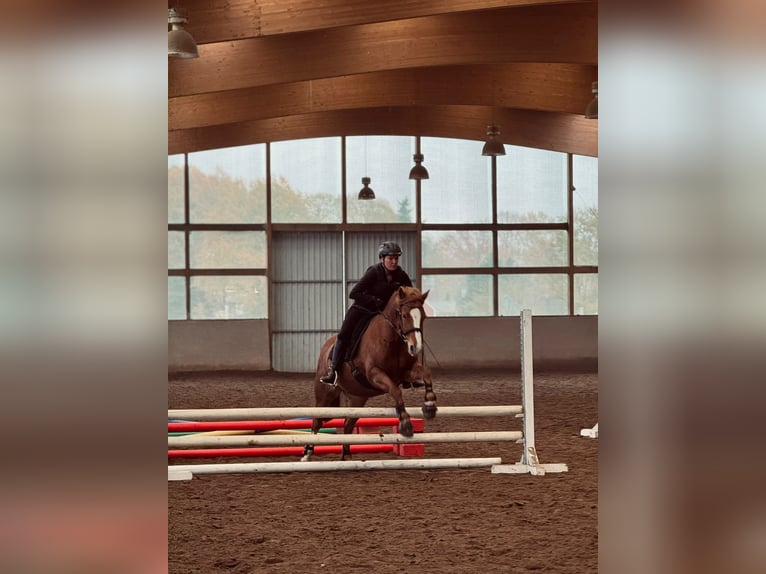 German Riding Pony Mare 6 years 14 hh Chestnut-Red in Wandlitz