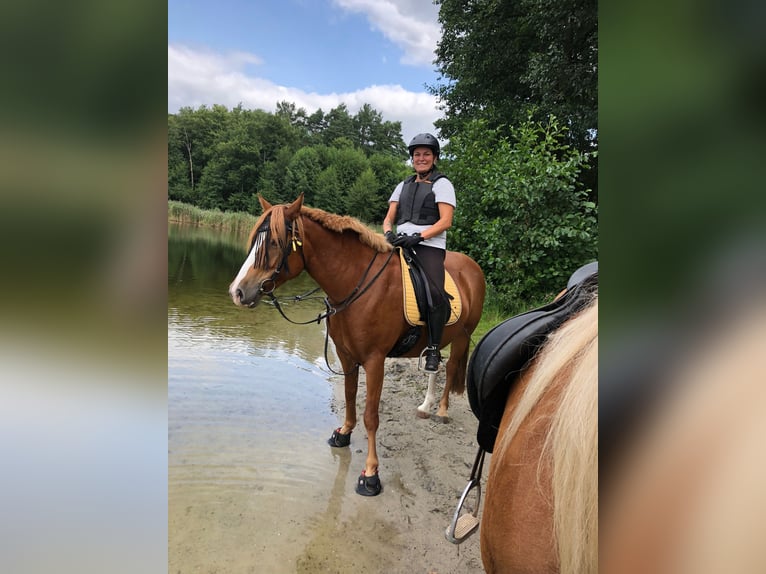 German Riding Pony Mare 6 years 14 hh Chestnut-Red in Wandlitz