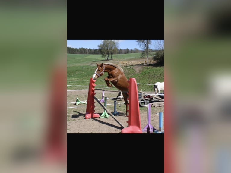 German Riding Pony Mare 6 years 14 hh Chestnut-Red in Kalletal