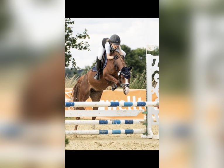 German Riding Pony Mare 6 years 14 hh Chestnut-Red in Kalletal