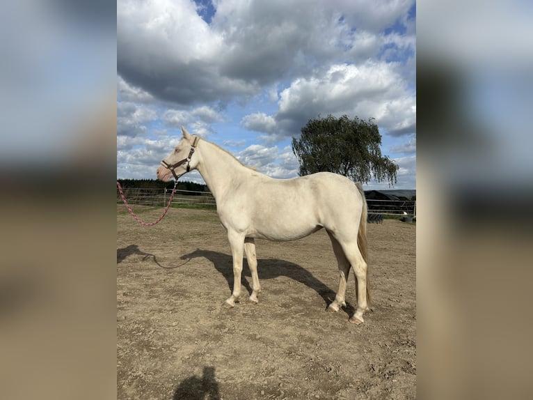 German Riding Pony Mare 6 years 14 hh Cremello in Frankenau