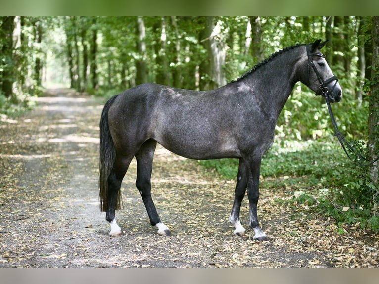 German Riding Pony Mare 6 years 14 hh Gray in Achern