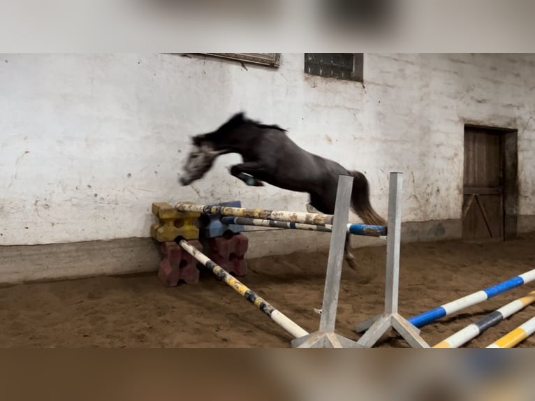 German Riding Pony Mare 6 years 14 hh Grey in Schwegenheim