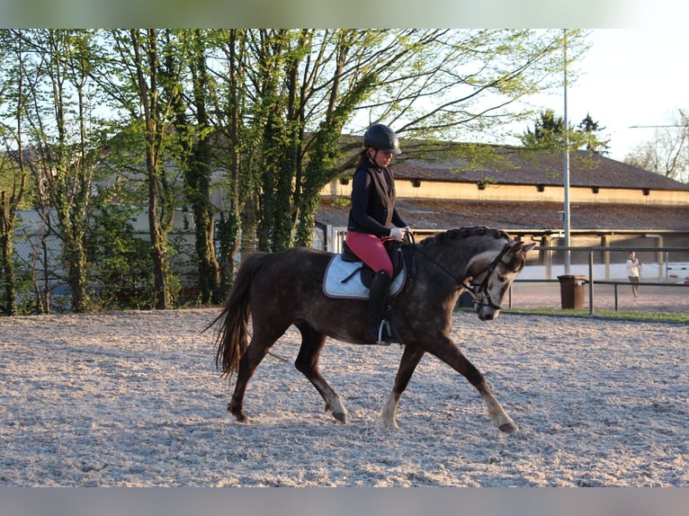 German Riding Pony Mare 6 years 14 hh Grey in Schwegenheim