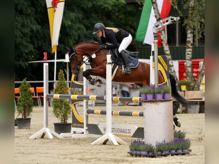 German Riding Pony Mare 6 years 14,1 hh Brown in T&#xF6;nisvorst