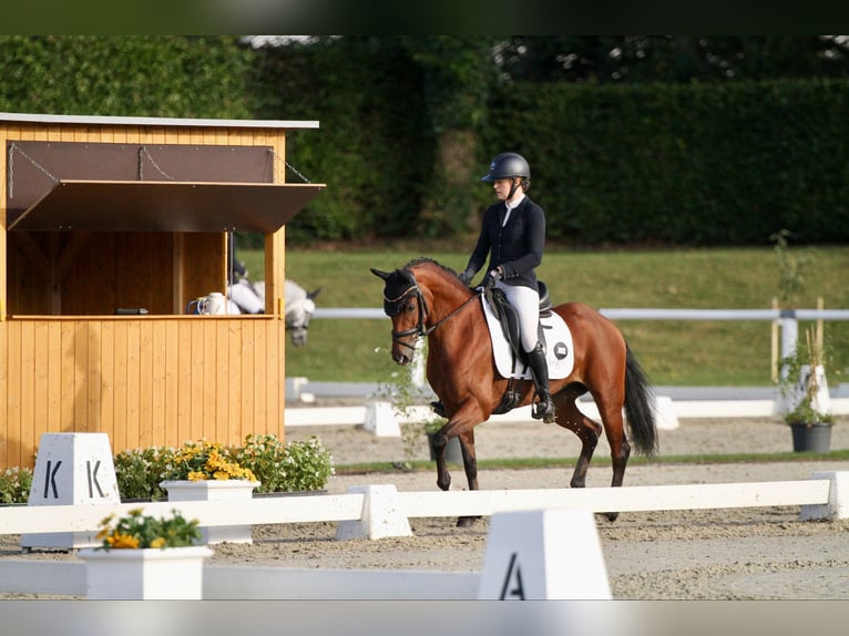 German Riding Pony Mare 6 years 14,1 hh Brown in T&#xF6;nisvorst