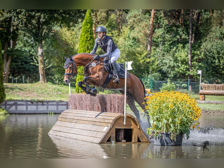 German Riding Pony Mare 6 years 14,1 hh Brown in T&#xF6;nisvorst