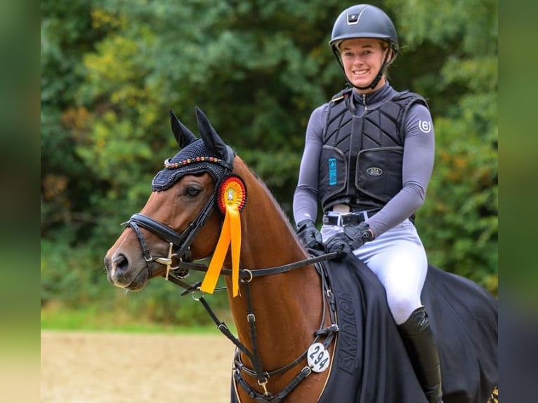 German Riding Pony Mare 6 years 14,1 hh Brown in T&#xF6;nisvorst