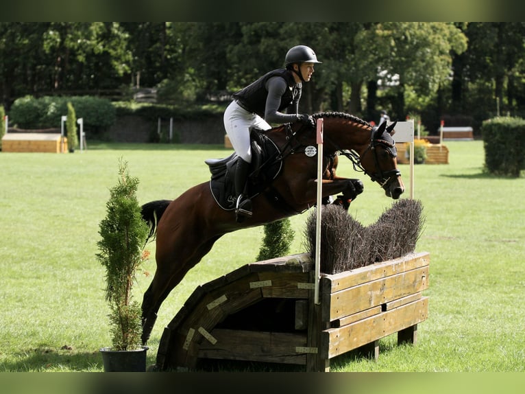 German Riding Pony Mare 6 years 14,1 hh Brown in T&#xF6;nisvorst