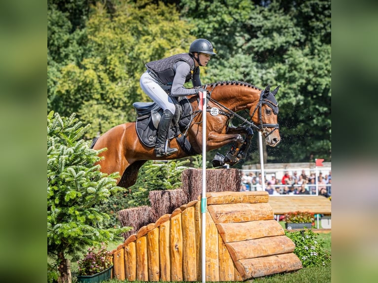 German Riding Pony Mare 6 years 14,1 hh Brown in T&#xF6;nisvorst