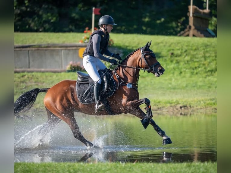 German Riding Pony Mare 6 years 14,1 hh Brown in T&#xF6;nisvorst