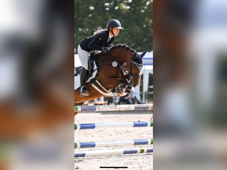 German Riding Pony Mare 6 years 14,1 hh Brown in T&#xF6;nisvorst