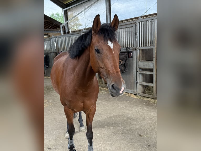 German Riding Pony Mare 6 years 14,1 hh Brown in T&#xF6;nisvorst