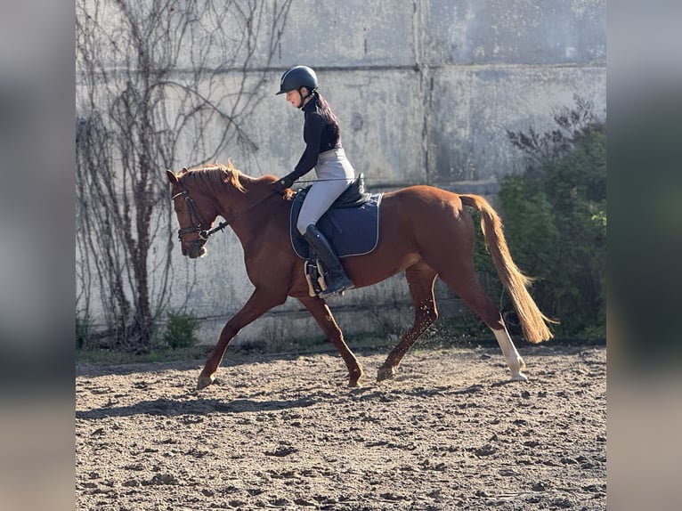 German Riding Pony Mare 6 years 14,1 hh Chestnut-Red in Nordhausen