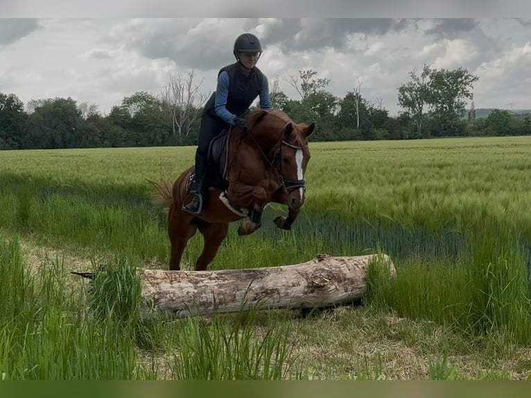 German Riding Pony Mare 6 years 14,1 hh Chestnut-Red in Nordhausen