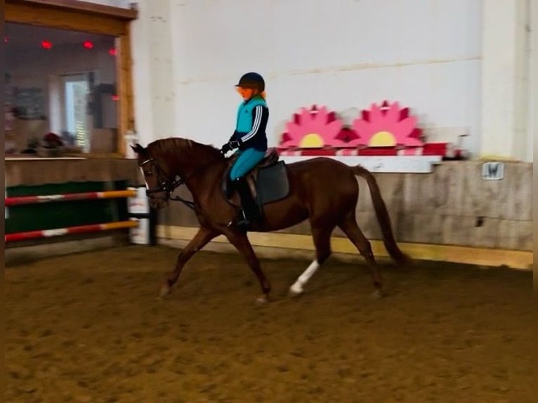 German Riding Pony Mare 6 years 14,1 hh Chestnut-Red in Nordhausen