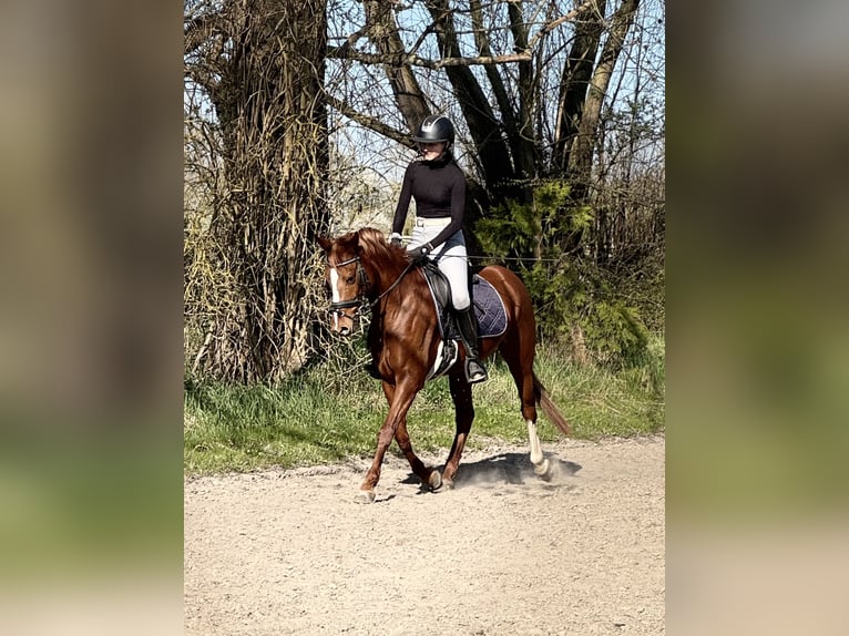 German Riding Pony Mare 6 years 14,1 hh Chestnut-Red in Nordhausen