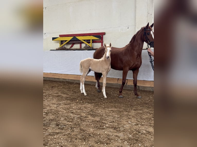 German Riding Pony Mare 6 years 14,1 hh Chestnut-Red in Nordhausen